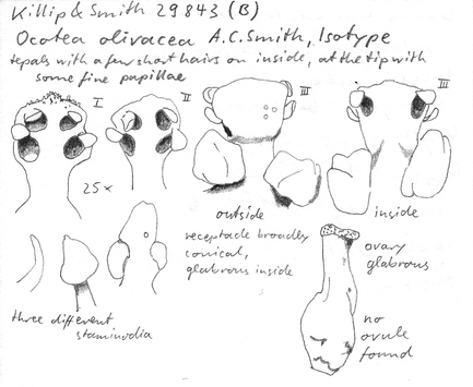 Vorschaubild Ocotea olivacea A.C. Sm.